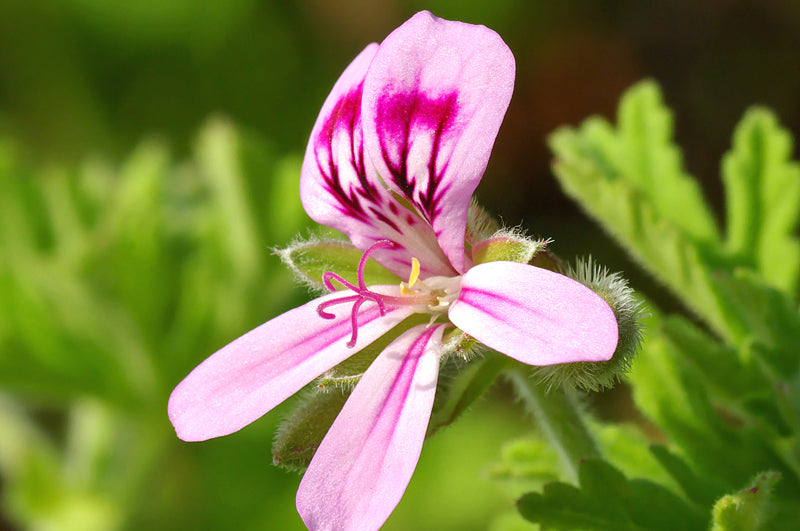 Rosengeranie Blüte