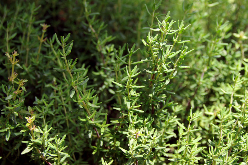 Thymian frisch